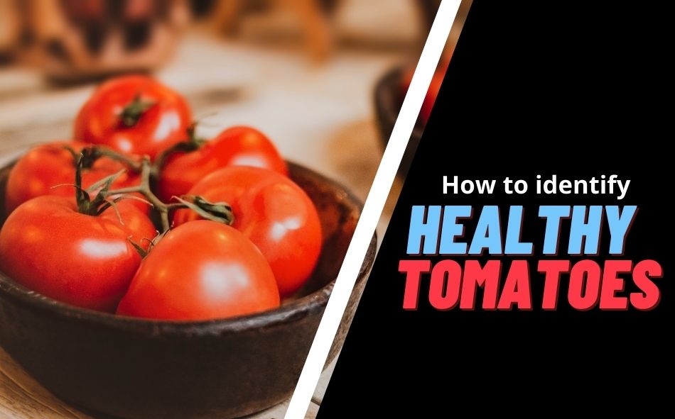 How to identify healthy tomatoes in the market?
